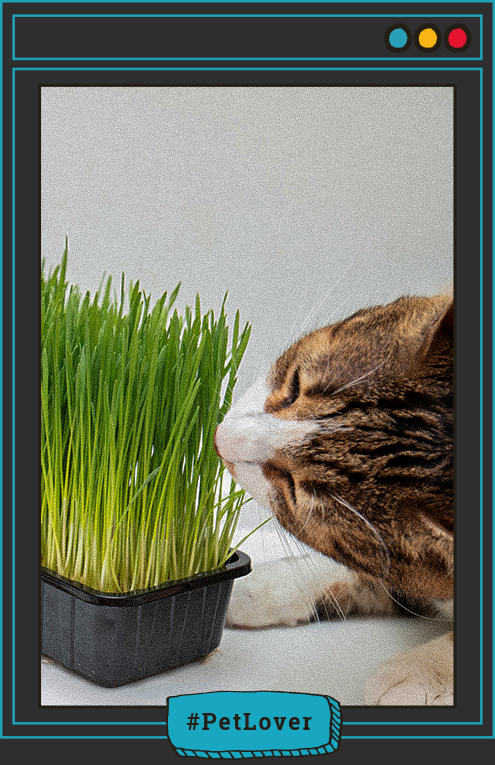 hierba relajante para gatos